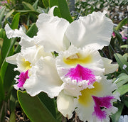 Rhyncholaeliocattleya Liou Hope 'Nan Chyu'