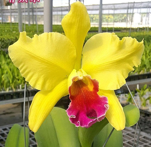Rhyncholaeliocattleya Memoria Helen Brown 'Green Apple'
