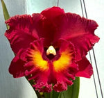 Carica l&#39;immagine nel visualizzatore Galleria, Rhyncholaeliocattleya Shinfong Emperor &#39;Red Sparrow&#39;
