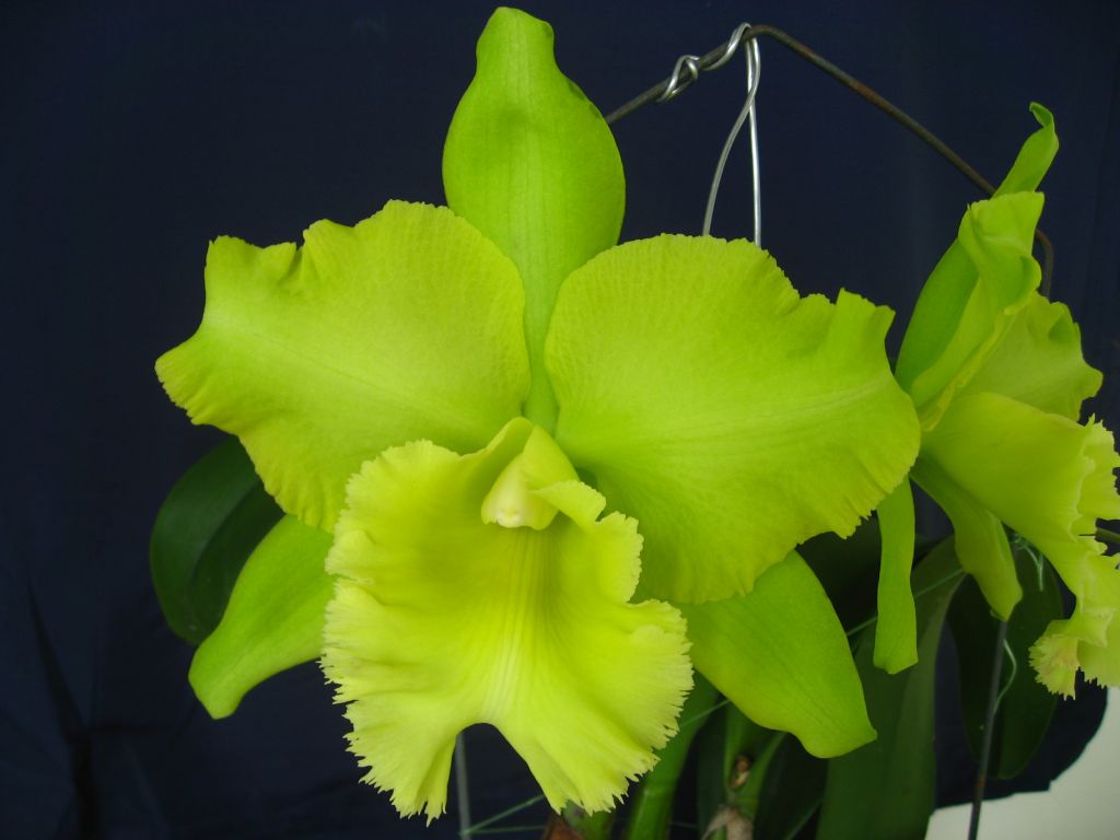 RLC Sung Ya Green (Rlc. Ports of Paradise x Rlc. Meadow Mor