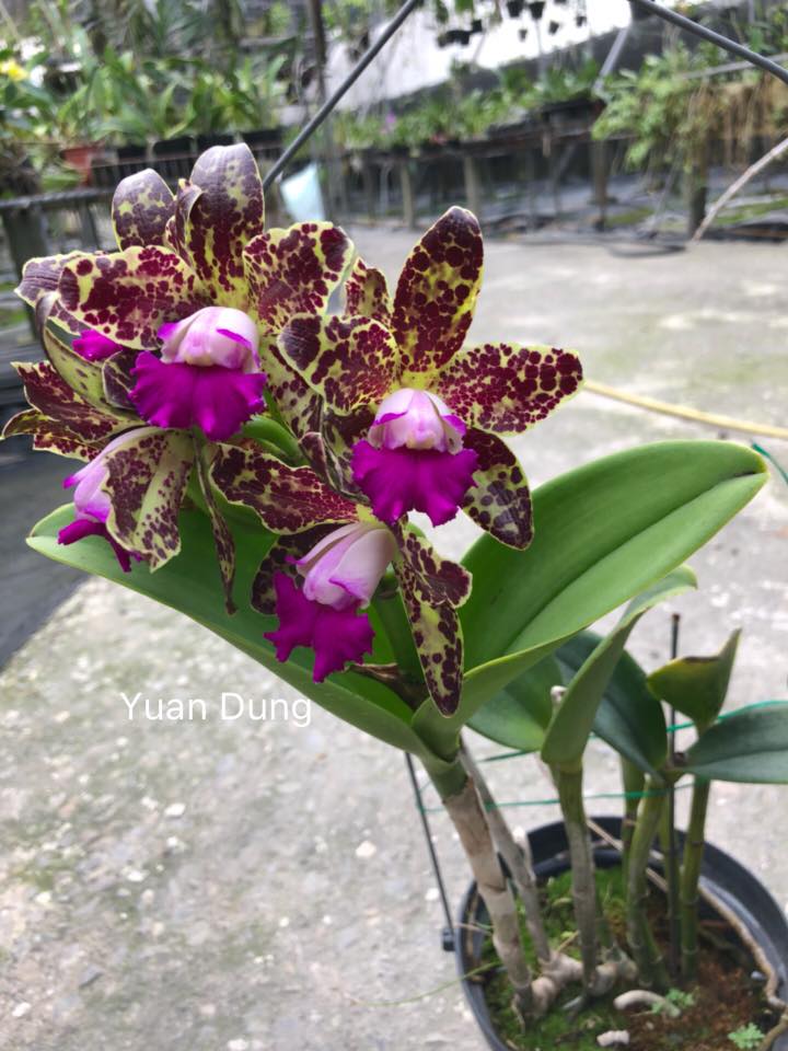Rhyncholaeliocattleya Yuan Dung Python '金牌'
