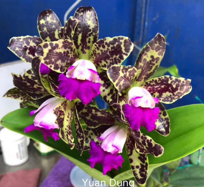 Rhyncholaeliocattleya Yuan Dung Python '金牌'