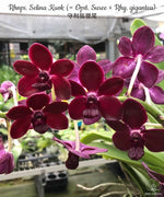 Carica l&#39;immagine nel visualizzatore Galleria, Rhynchonopsis Selina Kuok (= Opst. Suree × Rhy. gigantea)
