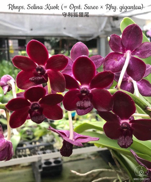 Rhynchonopsis Selina Kuok (= Opst. Suree × Rhy. gigantea)