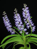 Carica l&#39;immagine nel visualizzatore Galleria, Rhynchostylis coelestis blue
