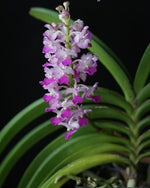 Carica l&#39;immagine nel visualizzatore Galleria, Rhynchostylis coelestis pink
