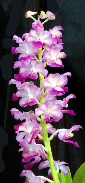 Rhynchostylis coelestis pink