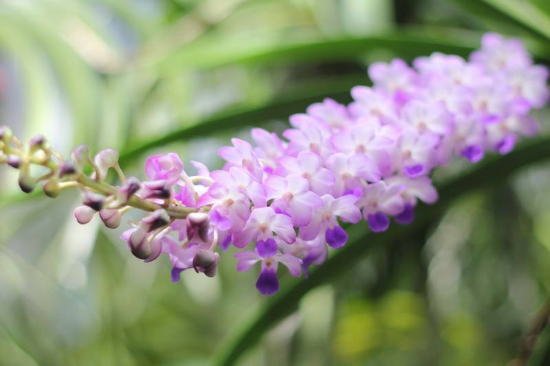 Rhynchostylis retusa x Rhynchostylis coelestis