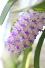 Carica l&#39;immagine nel visualizzatore Galleria, Rhynchostylis retusa x Rhynchostylis coelestis
