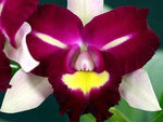 Carica l&#39;immagine nel visualizzatore Galleria, Rhyncholaeliocattleya Chyong Guu Linnet &#39;Smile&#39;
