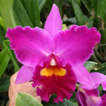Carica l&#39;immagine nel visualizzatore Galleria, Rhyncholaeliocattleya Elegant Dancer &#39;Rouge&#39;

