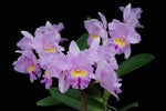 Carica l&#39;immagine nel visualizzatore Galleria, Rhyncholaeliocattleya Pamela Hetherington &#39;Coronation&#39; FCC/AOS (C. Paradisio x Rlc. Mount Anderson)
