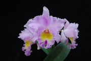 Rhyncholaeliocattleya Pamela Hetherington 'Coronation' FCC/AOS (C. Paradisio x Rlc. Mount Anderson)