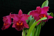 Rhyncholaeliocattleya Sanyung Ruby 'Guanlong' AM/AOS