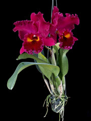 Rhyncholaeliocattleya Sanyung Ruby 'Guanlong' AM/AOS
