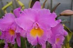 Carica l&#39;immagine nel visualizzatore Galleria, Rhyncholaeliocattleya Triumphal Coronation &#39;Seto&#39; (C. Drumbeat x Rlc. Pamela Hetherington)
