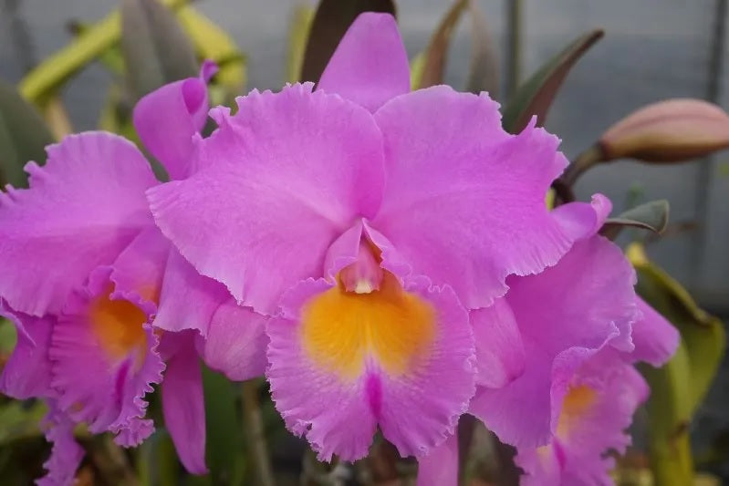 Rhyncholaeliocattleya Triumphal Coronation 'Seto' (C. Drumbeat x Rlc. Pamela Hetherington)
