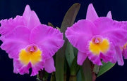 Rhyncholaeliocattleya Triumphal Coronation 'Seto' (C. Drumbeat x Rlc. Pamela Hetherington)