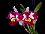 Carica l&#39;immagine nel visualizzatore Galleria, Rhyncholaeliocattleya Chinese Beauty
