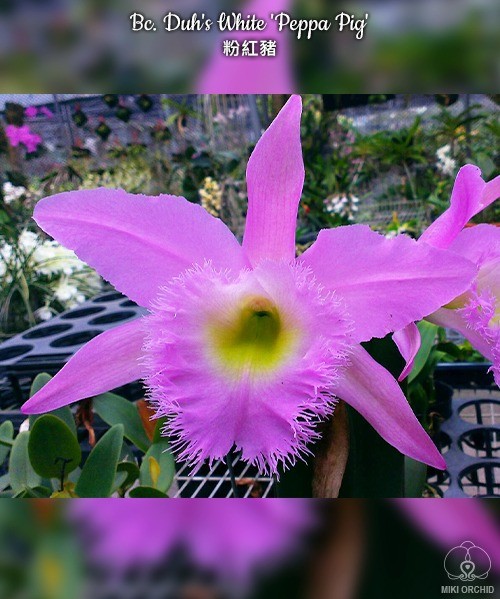 Rhyncholaeliocattleya Duh's White 'Peppa Pig' (Rl. digbyana × Rlc. Mount Hood)