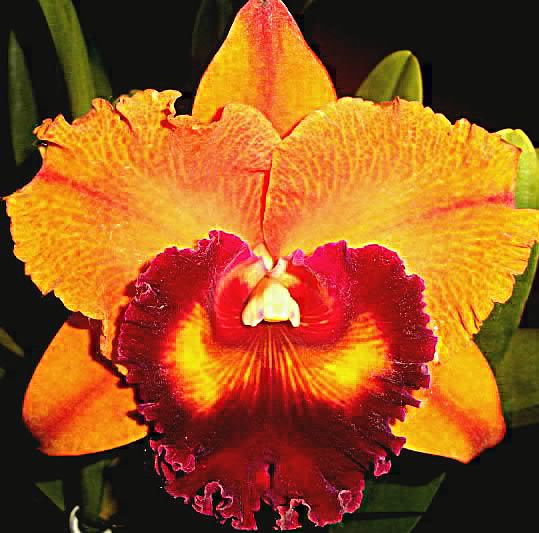 RLC Focus Taiwan 'ORCHIS'