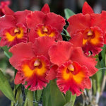 Carica l&#39;immagine nel visualizzatore Galleria, Rhyncholaeliocattleya Siam Red

