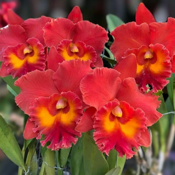 Rhyncholaeliocattleya Siam Red