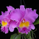 Carica l&#39;immagine nel visualizzatore Galleria, Rhyncholaeliocattleya Wangnamkeow Butterfly
