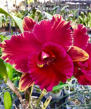 Rhyncholaeliocattleya Hey Song 'Flame Dance'