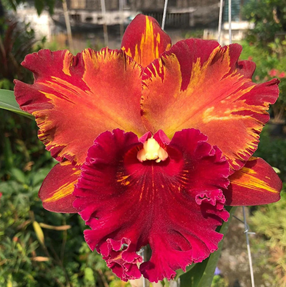 Rhyncholaeliocattleya Hey Song 'Flame Dance'