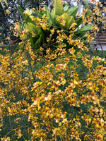Carica l'immagine nel visualizzatore Galleria, Oncidium divaricatum syn. robustissimum