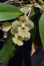 Carica l&#39;immagine nel visualizzatore Galleria, Rodriguezia leeana
