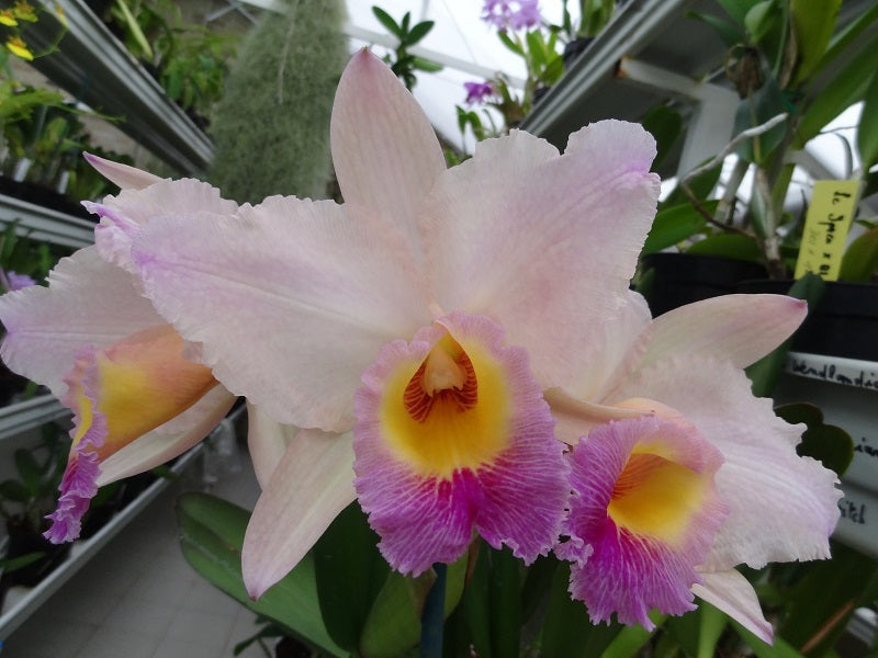 Lc. Roger Sander (Cattleya mossiae x Laeliocattleya Luminosa)