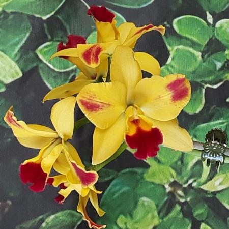 Rhyncattleanthe Roy's Magic