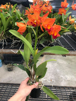 Carica l&#39;immagine nel visualizzatore Galleria, Rhyncattleanthe Miki Fire Ball &#39;Orange&#39;
