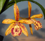 Carica l&#39;immagine nel visualizzatore Galleria, Brassocattleya Rustic Spots &quot;H&amp;R&quot;
