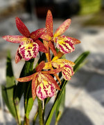 Carica l&#39;immagine nel visualizzatore Galleria, Brassocattleya Rustic Spots &quot;H&amp;R&quot;
