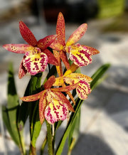 Brassocattleya Rustic Spots 