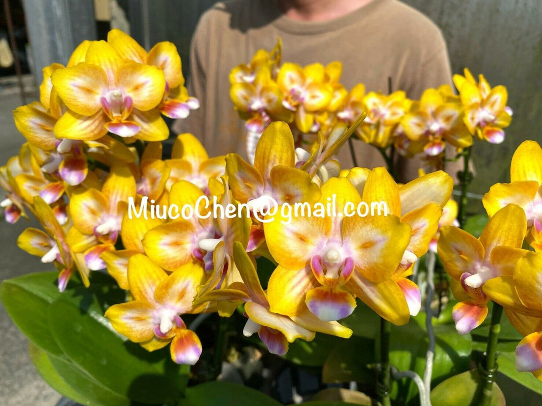 Phalaenopsis Mainshow Star (Clone) Mainshow