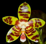 Carica l'immagine nel visualizzatore Galleria, Phalaenopsis David Lim (Phal. amboinensis x Phal. Gigantea)