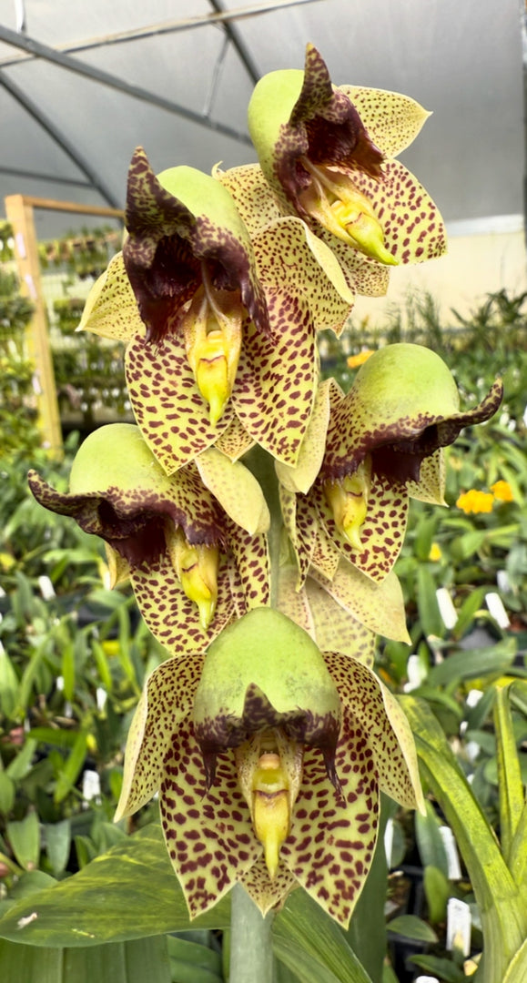 Catasetum sanguineum