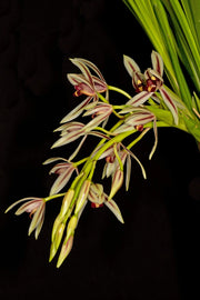 Cymbidium dayanum