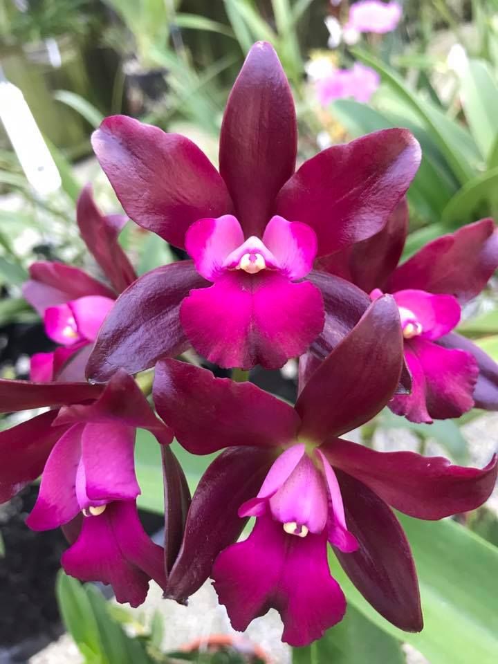 Cattlianthe Sagarik Wax 'African Beauty' (C. Summerland Girl x Ctt. Chocolate Drop)