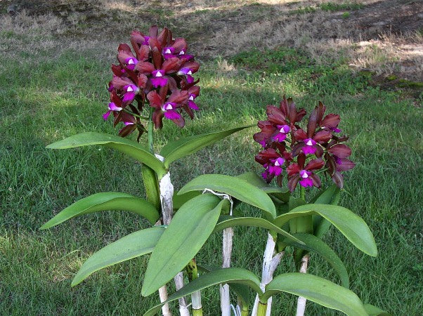 Cattlianthe Sagarik Wax 'Hsiang Yang' (C. Summerland Girl x Ctt. Chocolate Drop)