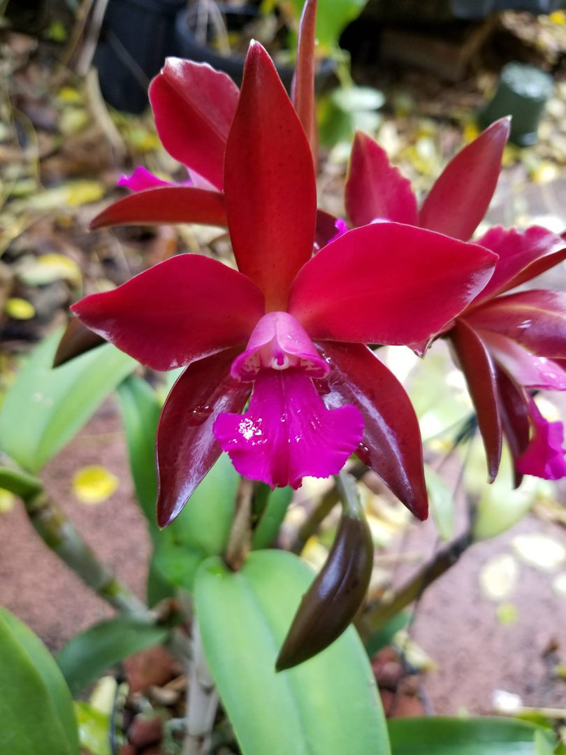 Cattlianthe Sagarik Wax 'Hsiang Yang' (C. Summerland Girl x Ctt. Chocolate Drop)