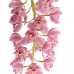 Carica l'immagine nel visualizzatore Galleria, Cymbidium Cascade 'Sakura'