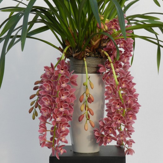 Cymbidium Cascade 'Sakura'