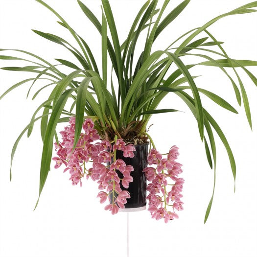 Cymbidium Cascade 'Sakura'