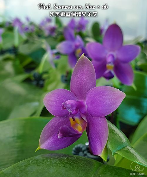 Phalaenopsis Samera var. blue