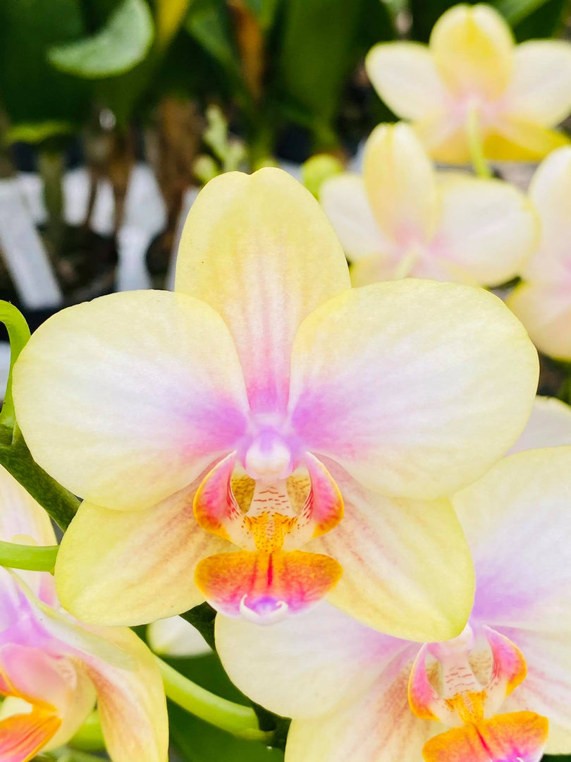 Phalaenopsis San Juan
